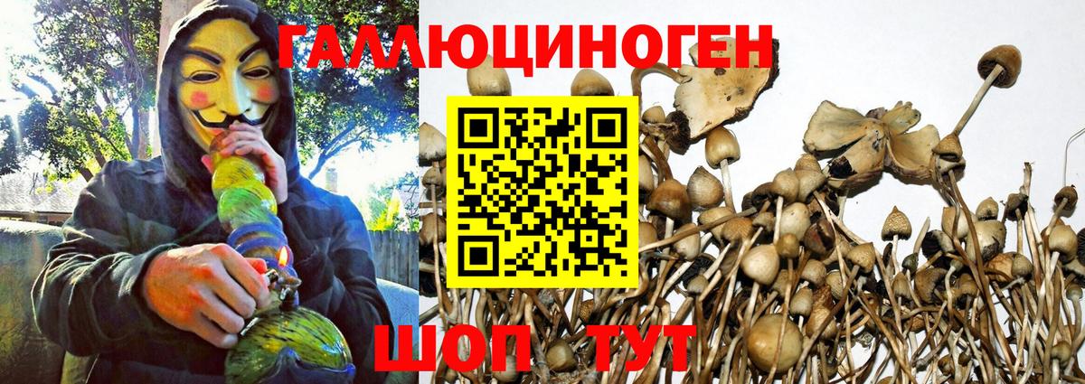 Псилоцибиновые грибы Psilocybe Верхний Уфалей