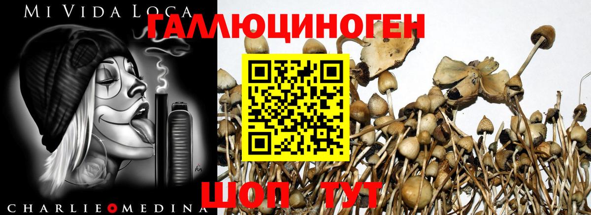 Галлюциногенные грибы Psilocybe  Вход с VPN  Верхний Уфалей 